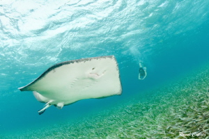 Stingray encounter by Raoul Caprez 